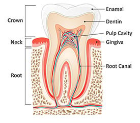 Illustration of the anatomy of a tooth
